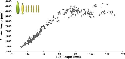 Transcriptomic analysis reveals candidate genes associated with anther development in Lilium Oriental Hybrid ‘Siberia’